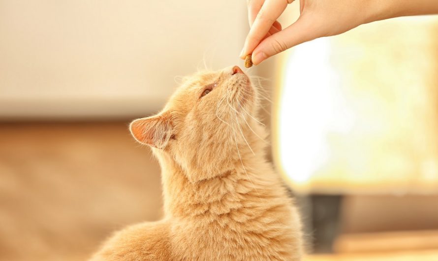 10 conseils pour bien choisir vos croquettes chat